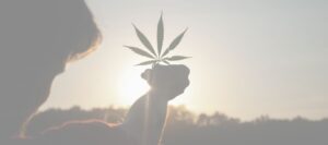 Cannabisblatt vor Abenddämmerung, Cannabis rauchen ohne Nikotin