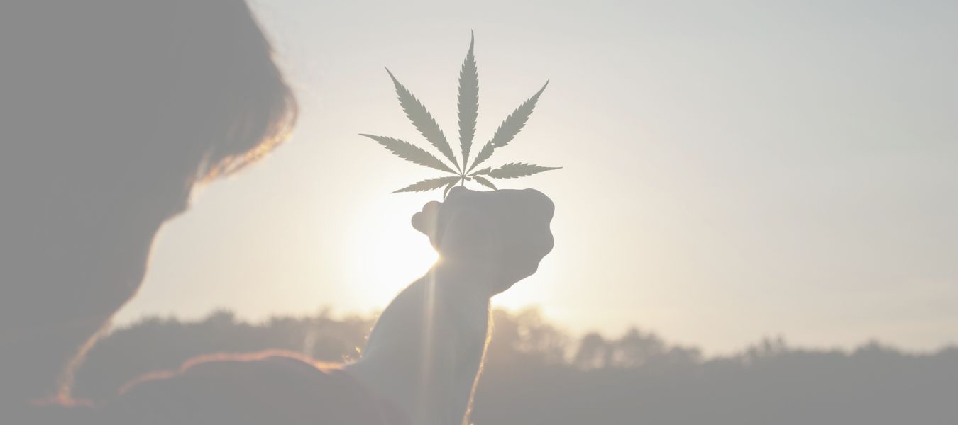 rauchfrei cannabis, Canabisblatt in der Abendsonne